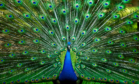 Blue Peacock