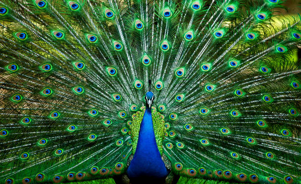 Blue Peacock homeland indian subcontinent, male bird, manly appearance, ornithology, ornamental bird, national bird, national bird of india, sacred animal peacock feather stock pictures, royalty-free photos & images