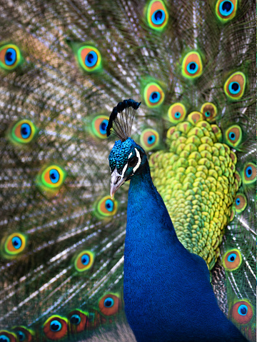 blue peacock with a loose tail on a white background