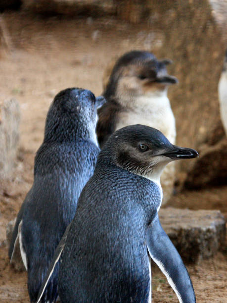 blue penguin, australia stock photo