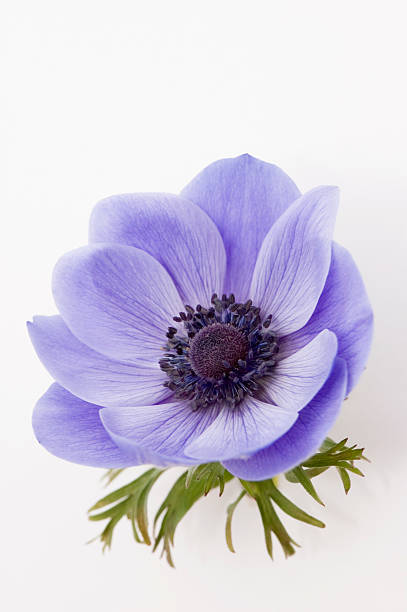 Blue Poppy stock photo