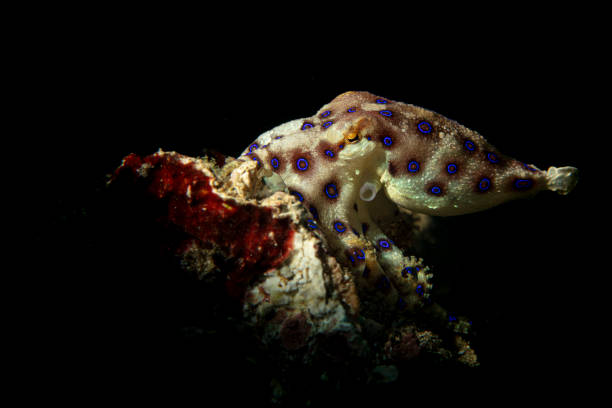 Blue ringed octopus stock photo