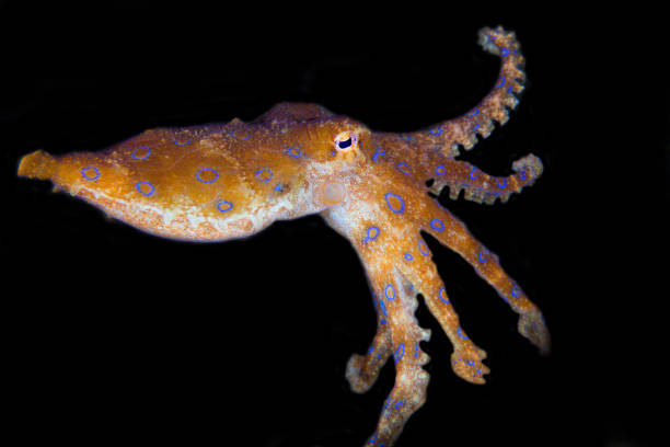 Blue Ringed Octopus stock photo