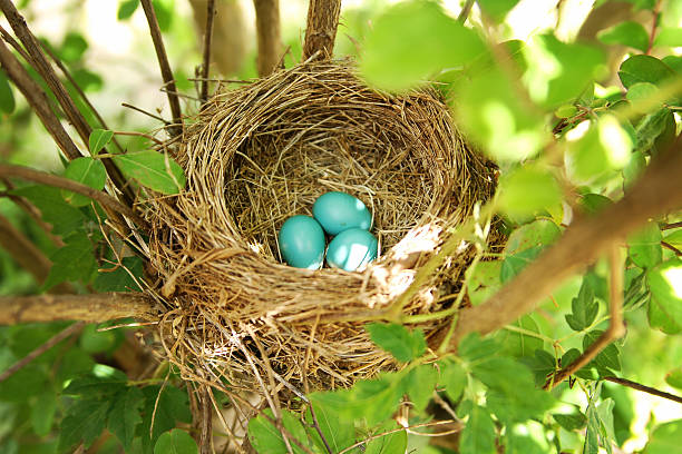 Blue Robin Eggs in nest Blue Robin Eggs in a bird nest bird's nest stock pictures, royalty-free photos & images