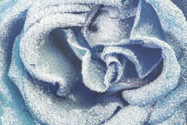 Blue rose covered with snow. Close up. Blue rose covered with snow. frozen rose stock pictures, royalty-free photos & images