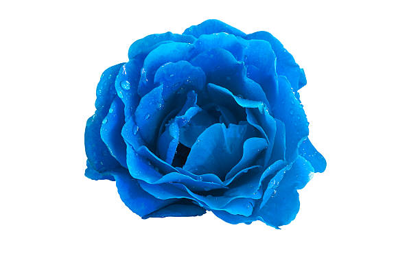 Blue rose on a white background close up stock photo