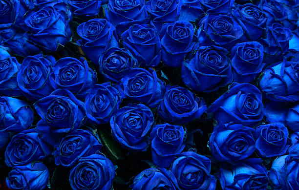 青いバラのストックフォト Blue Rose 青色の背景 Blue Flower Istock