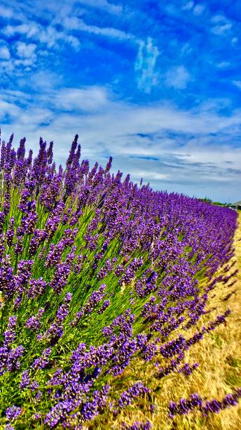 blue skies and a purple row of lavender driving in sequim, wa - usa samuel howell stock pictures, royalty-free photos & images