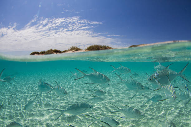 Blue skies, crystal clear water full of fish half in and half out photo stock photo