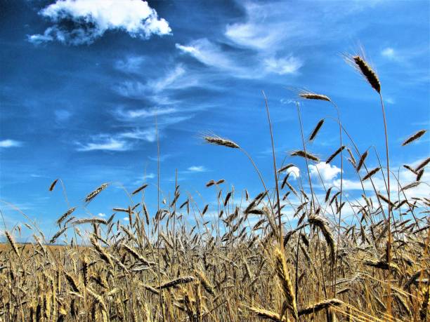 Blue Sky and Ripened Wheat in a Grain Field stock photo