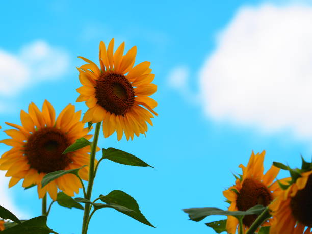 Blue sky and sunflower stock photo