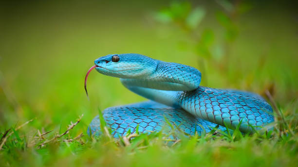 blue-snake-with-deadly-poison-picture-id