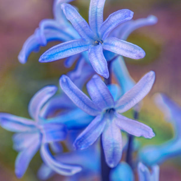 Blue star flowers.