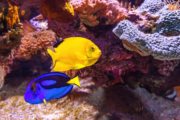 голубой тан и желтая рыба-ангел вудхеда - great barrier reef стоковые фото и изображения