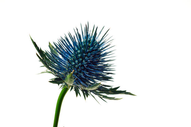 A blue thistle wildflower against a plain white background. stock photo