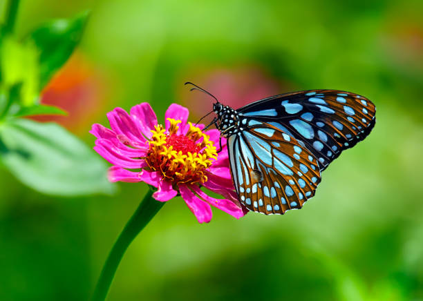 Photo of Blue tiger butterfly on a pink zinnia flower with green background