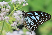istock blue tiger butterfly (tirumala limniace) on flowers 1368724757