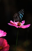 istock Blue tiger butterfly sitting on cosmos flower in springtime 1347194589
