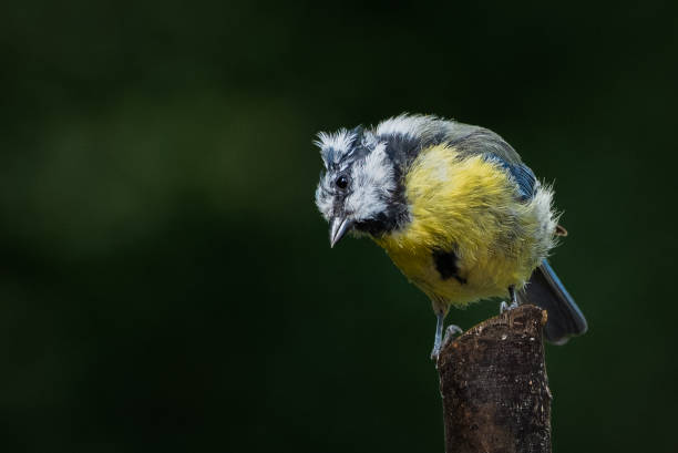 A blue tit looks quizzically at you from a perch stock photo