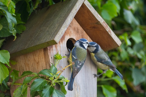 A pair of blue tits at a nesting box