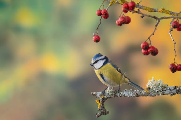 Blue tit sitting on the branch of Hawthorn stock photo