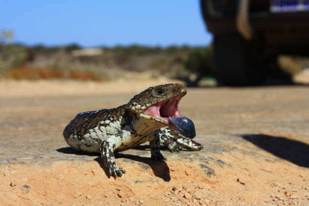 blue tongued lizard stock photo