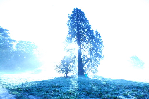 Blue Tree Stock Photo - Download Image Now - iStock