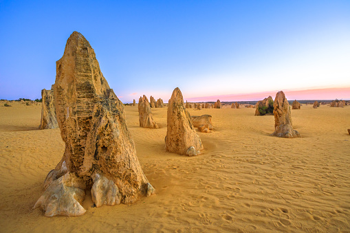 Pink blue twilight on the desert of pinnacles in WA Nambung National Park at sunset. These big pointed stones are the major tourist attraction of Western Australia.