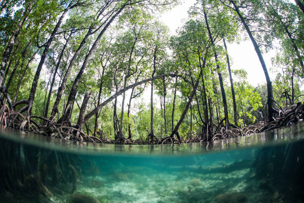 Blue Water Mangrove Forest in Raja Ampat stock photo