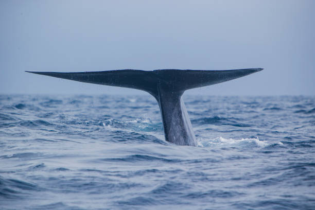 Blue whale fluke stock photo