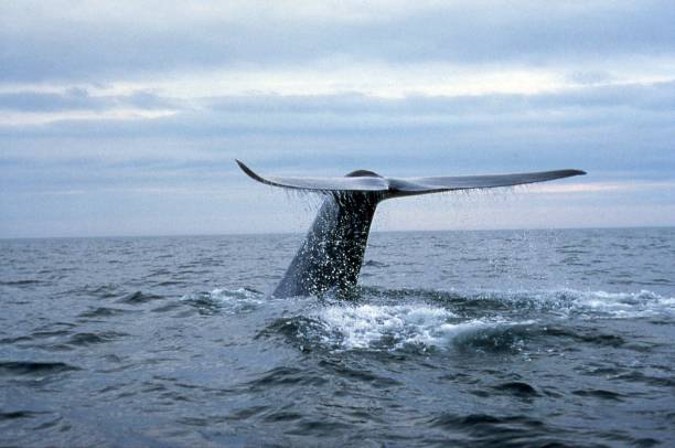 blåval - blue whale bildbanksfoton och bilder