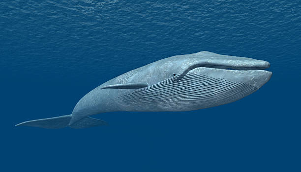 Blue Whale stock photo