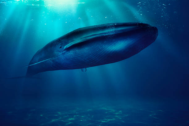 blue whale, sea, animal - blue whale bildbanksfoton och bilder
