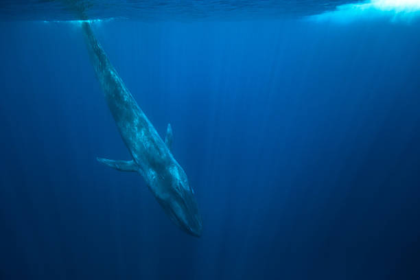 Blue Whale Sri Lanka stock photo