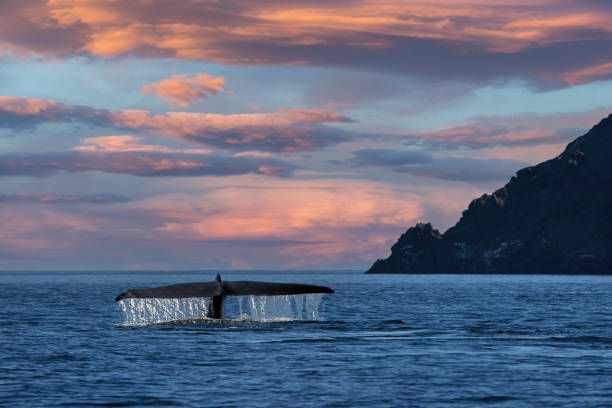 Blue Whale tail the biggest animal in the world at sunset in Baja California Sur Mexico stock photo