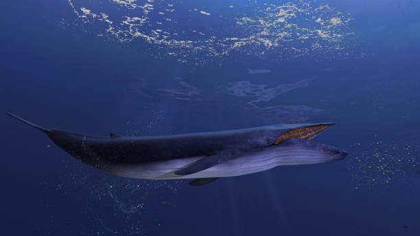 blåval under vattnet nära havet ytan jagar fiskstim öppen mun sida visa 3d-rendering - blue whale bildbanksfoton och bilder