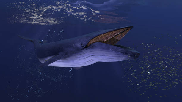 blåval under vattnet nära havsytan jagar skolan av fisk öppen mun 3d rendering - blue whale bildbanksfoton och bilder