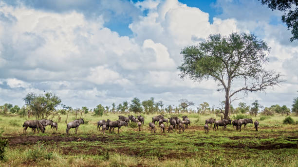 Blue wildebeest in Kruger National park, South Africa Blue wildebeest herd in green savannah in Kruger National park, South Africa ; Specie Connochaetes taurinus family of Bovidae kruger national park stock pictures, royalty-free photos & images