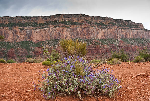 Blue Wildflower Bush on the Canyon Edge The Grand Canyon is a steep-sided canyon carved by the Colorado River. It is 277 miles long, up to 18 miles wide and attains a depth of over a mile. The canyon and adjacent north and south rims are contained within Grand Canyon National Park, the Kaibab National Forest, Grand Canyon-Parashant National Monument, the Hualapai Indian Reservation, the Havasupai Indian Reservation and the Navajo Nation. In the Grand Canyon the carving of the Colorado River has exposed nearly two billion years of the earth's geological history and created some stunning scenery. This scene of blue wildflowers was photographed from Cedar Ridge in Grand Canyon National Park, Arizona, USA. jeff goulden grand canyon national park stock pictures, royalty-free photos & images