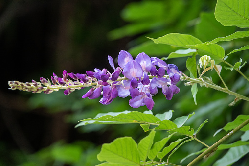 Purple flowers of Japanese Wisteria Wisteria floribunda
