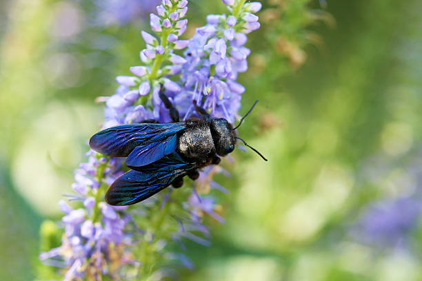 Blue wood bee Wildbiene odenwald stock pictures, royalty-free photos & images