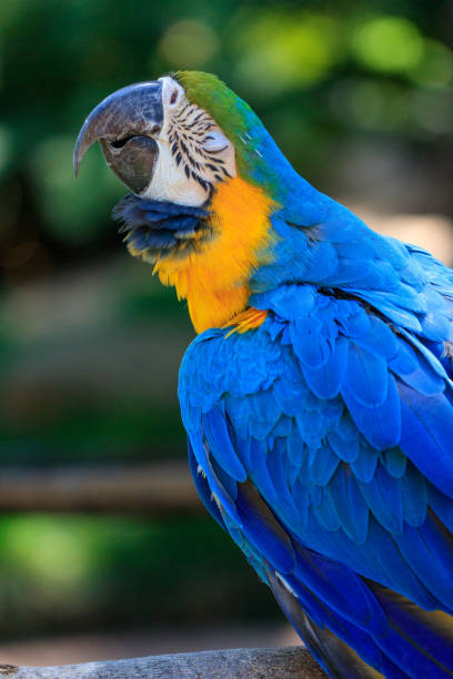 Blue & Yellow Macaw stock photo