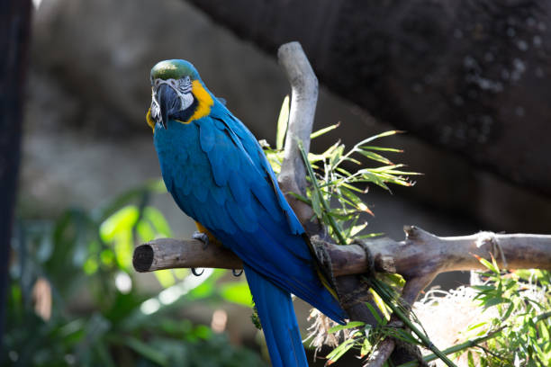 Blue Yellow Macaw Resting stock photo