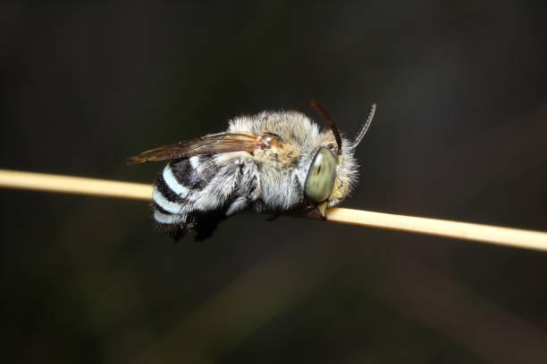 Blue-Banded Bee, Amegilla cingulata, Female, sleeping. stock photo