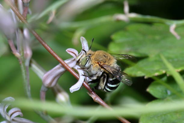 Blue-Banded Bee, Amegilla cingulata. stock photo