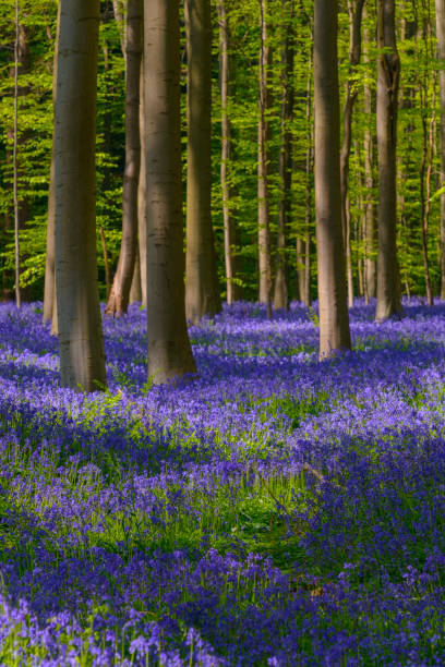 Bluebell flowers in a Beech tree forest during a sunny springtime morning stock photo