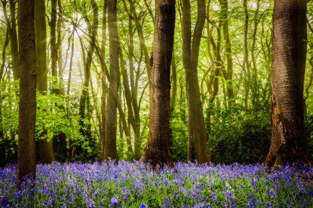 A Bluebell wood in springtime stock photo