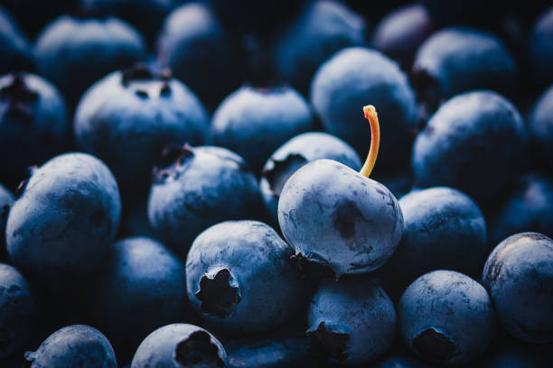 Blueberries background with one outstanding blueberry as detail stock photo