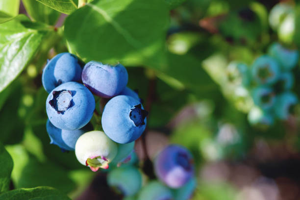 blueberries on the bush in sunlight, close up stock photo