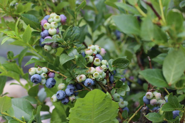 Blueberries patch stock photo